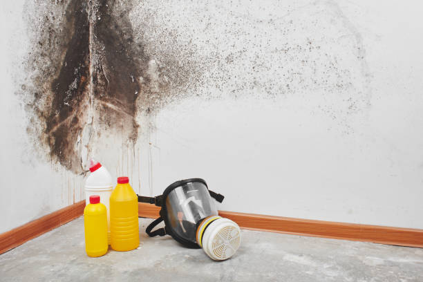 Trusted Woodland Park, CO Mold Removal Experts