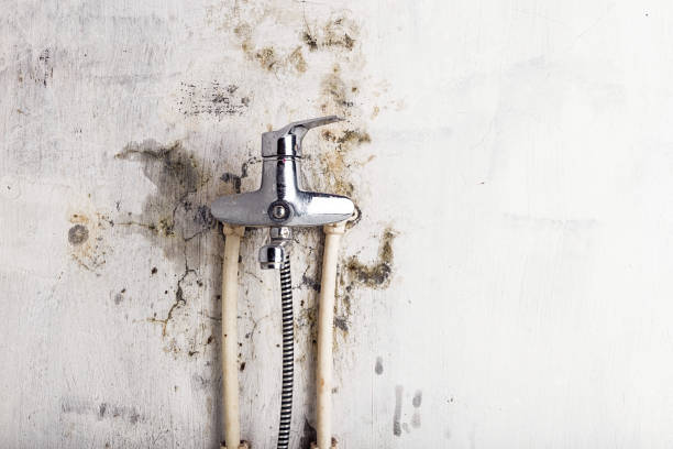Mold Removal Process in Woodland Park, CO
