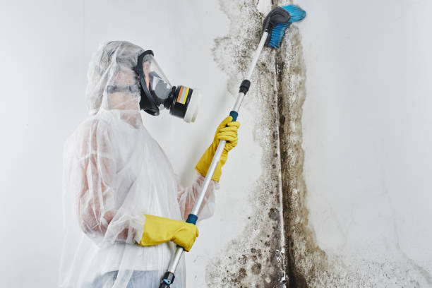 Best Mold Remediation  in Woodland Park, CO