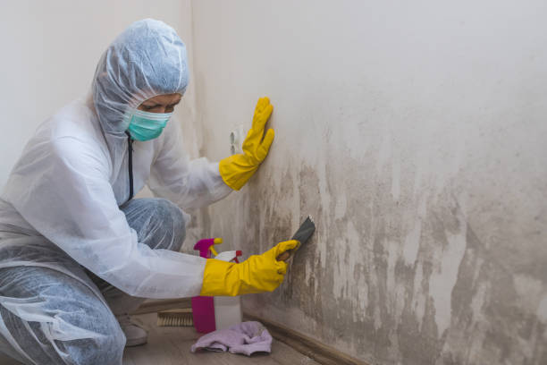 Best Residential Mold Removal  in Woodland Park, CO