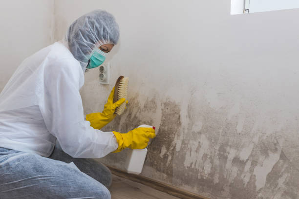 Best Mold Damage Repair  in Woodland Park, CO