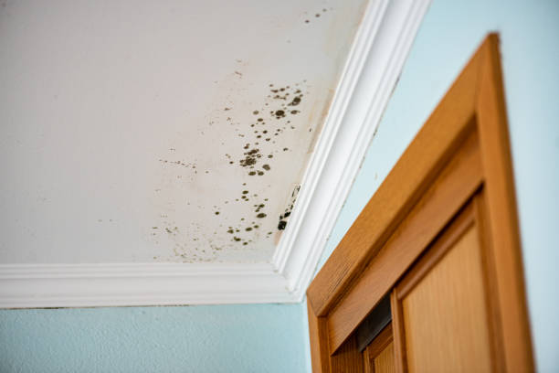 Certified Mold Removal in Woodland Park, CO