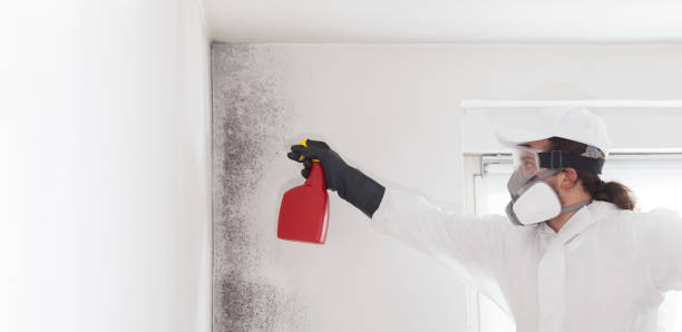 Best Mold Remediation  in Woodland Park, CO