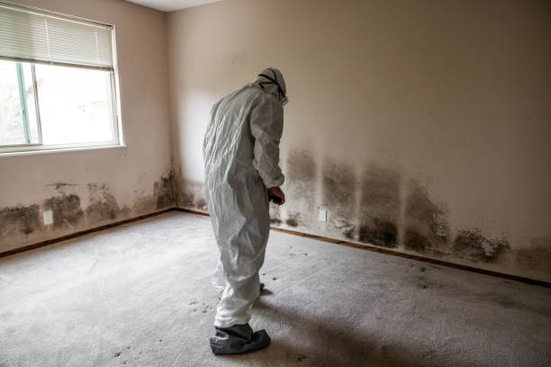 Best Mold Removal Specialists  in Woodland Park, CO