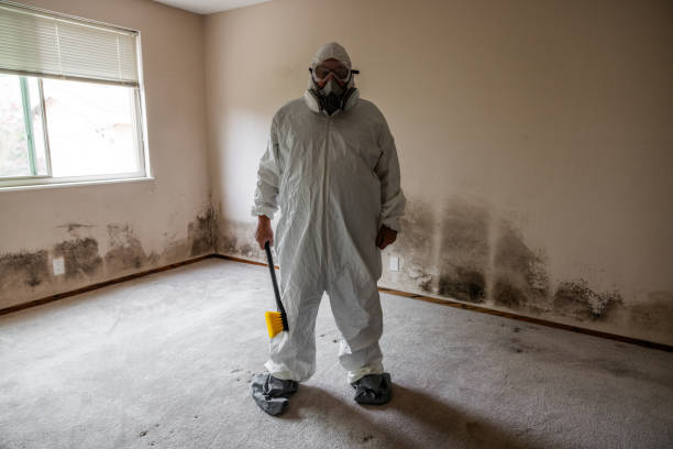 Best Certified Mold Removal  in Woodland Park, CO