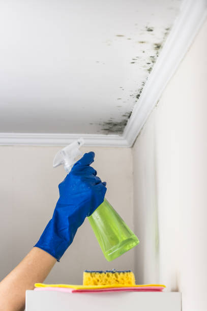 Best Best Mold Removal Companies  in Woodland Park, CO